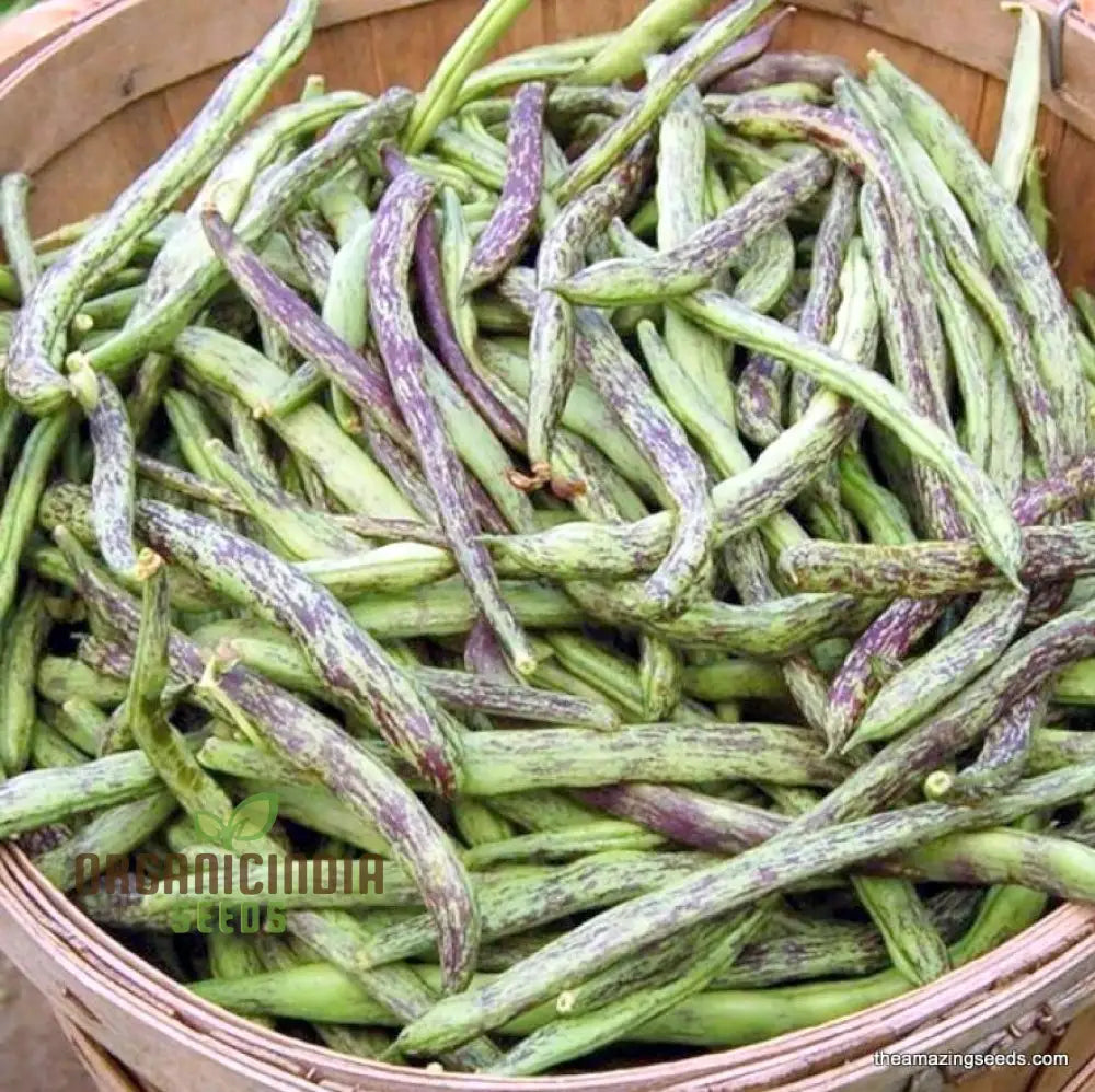 Climbing Rattlesnake Bean Seeds for Planting, Heirloom Vegetable Seeds