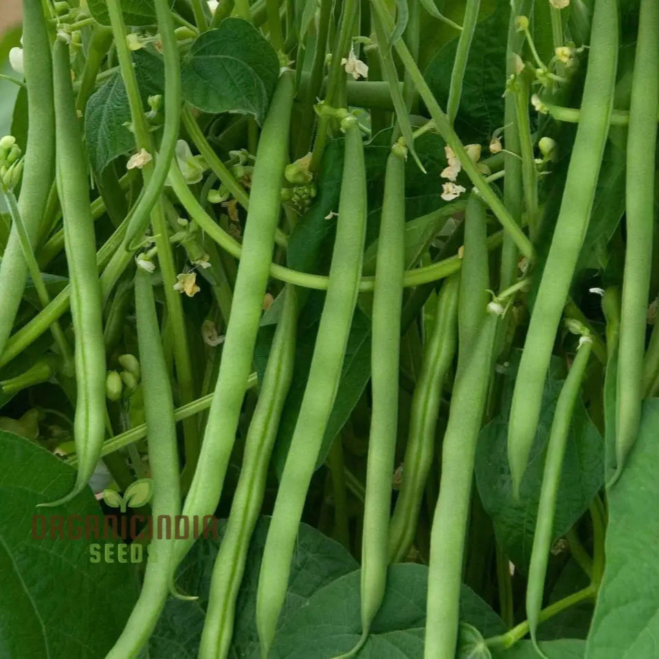 Mature Green Bean Plant from Seeds, Bushy or Climbing Variety