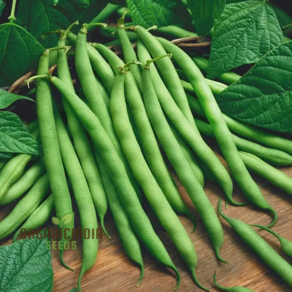 Green Bean Seeds for Home Garden, Easy-to-Grow Fresh Bean Seeds