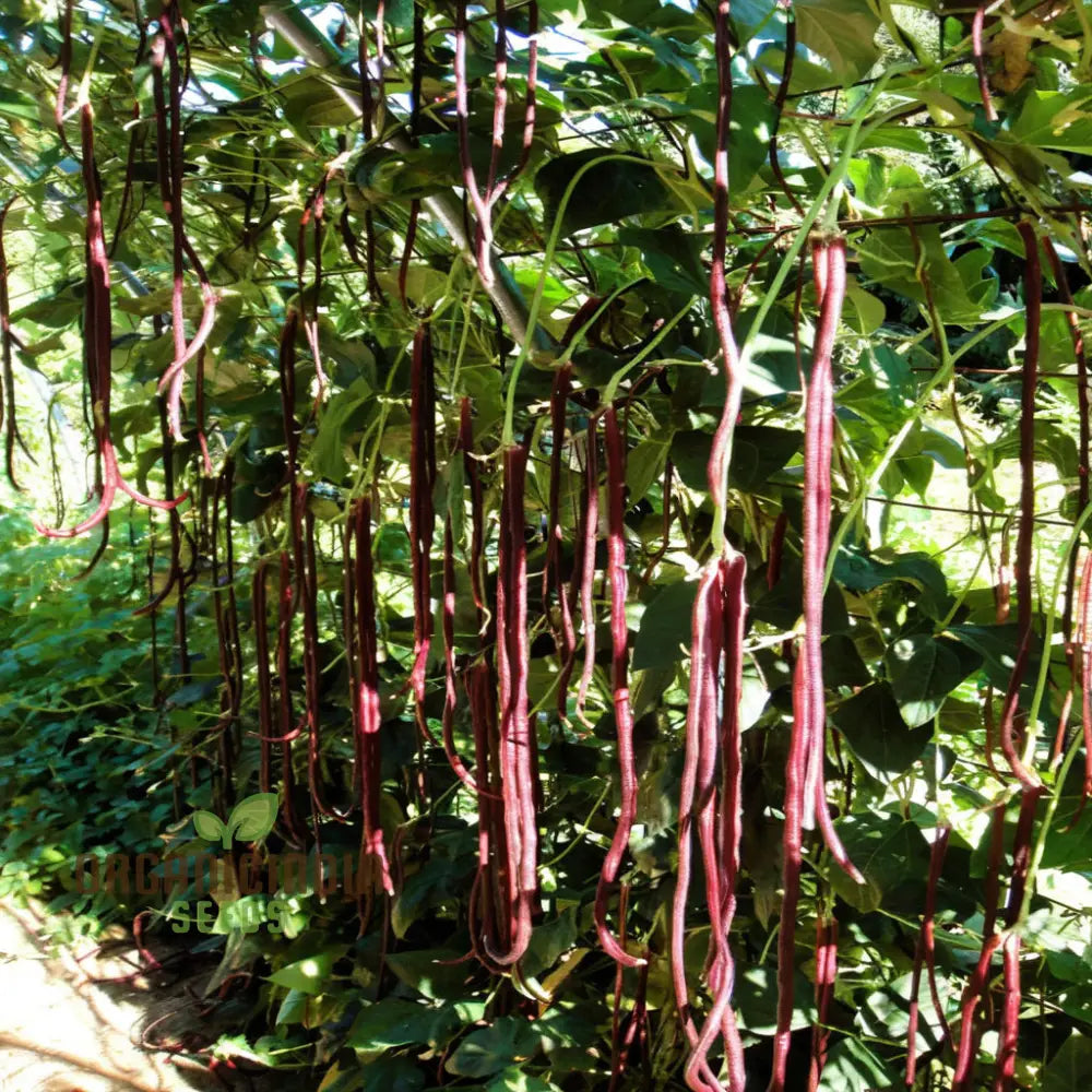 Closeup of Pink Eyed Purple Hulled Bean Pods on Plant, Tender and Colorful