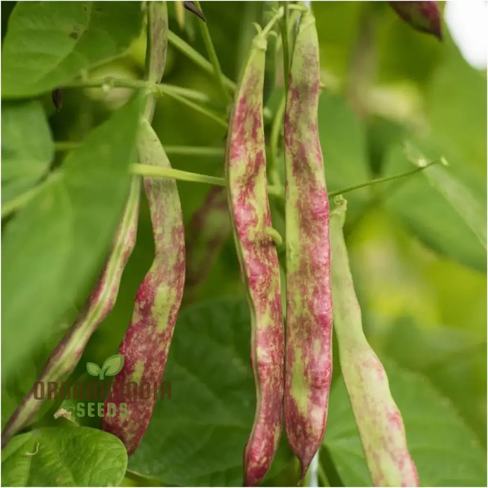 Fresh Climbing Rattlesnake Bean Pods with Purple Streaks, Non-GMO Seeds