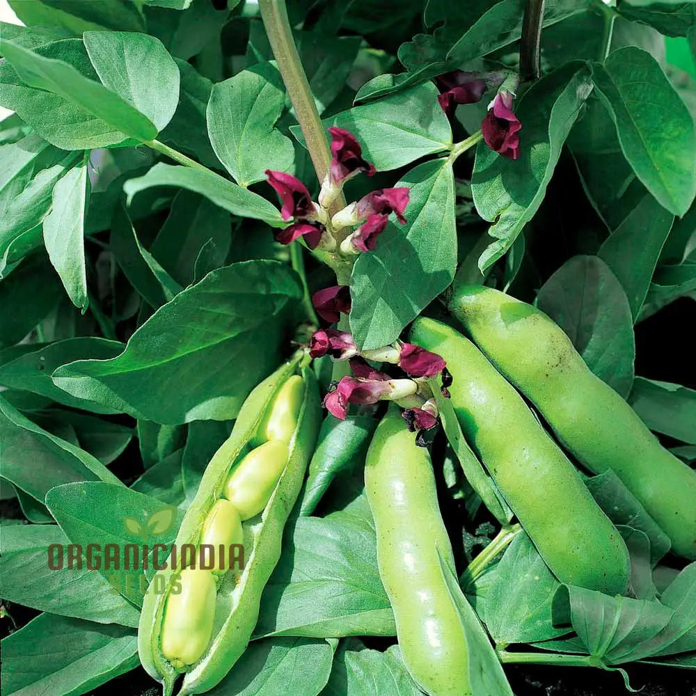 Healthy Scorpio Bean Plants from Seeds, Productive Garden Beans
