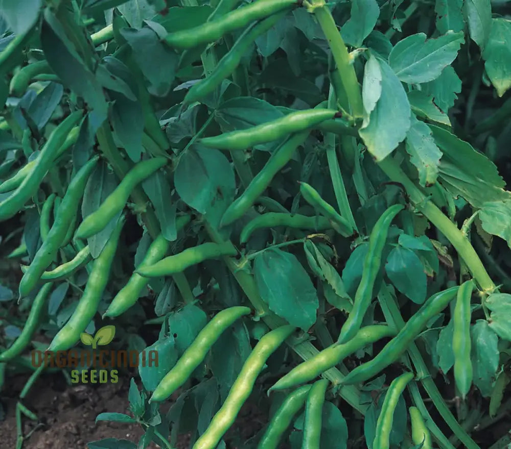 Fresh Super Aquadulce Beans on Plant, Crisp and Flavorful
