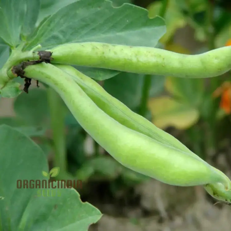 Mature Super Aquadulce Bean Plant from Seeds, Vigorous Growth