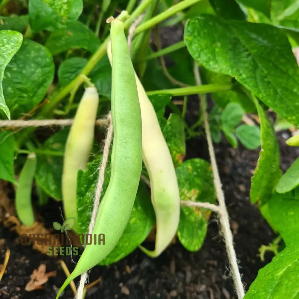 Tiger’s Eye Bean Pods Developing on Plant, Premium Garden Seeds