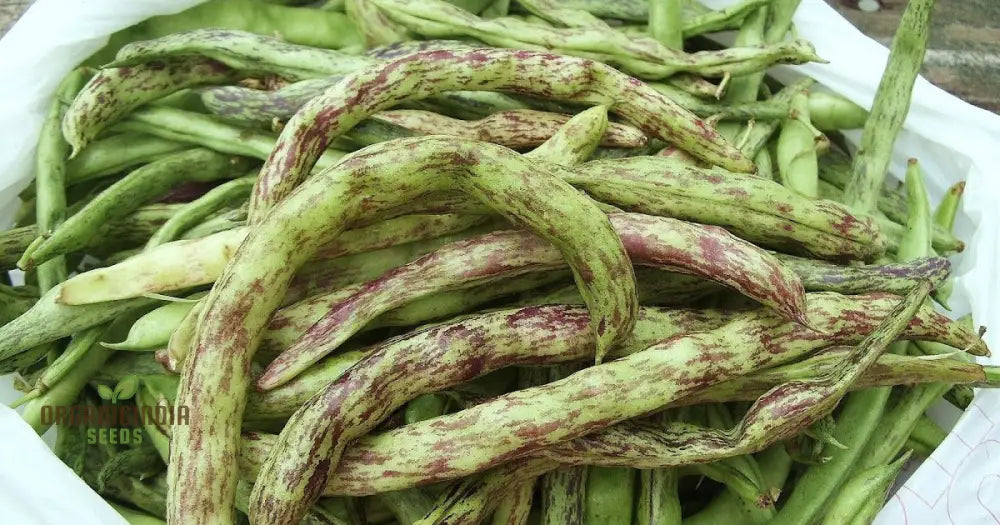 Rattlesnake Bean Plant Climbing on Trellis, Home Garden Seeds
