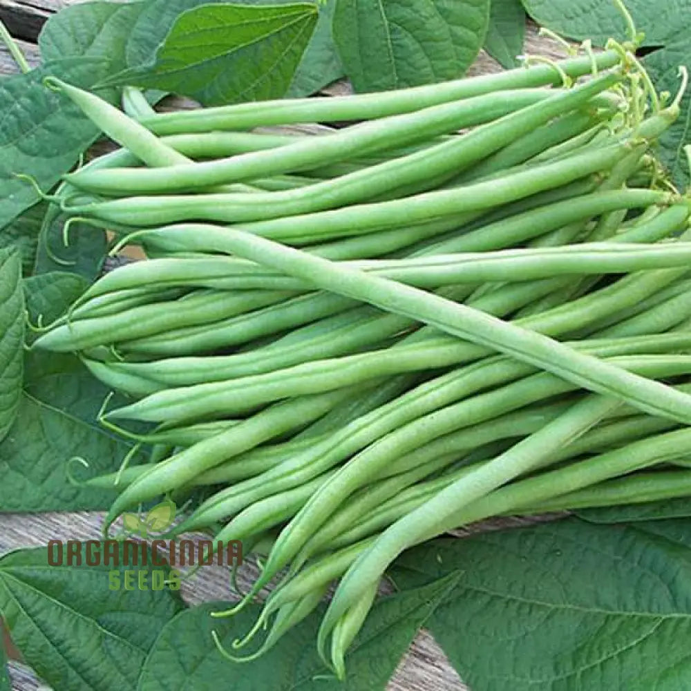 Mature Beans Plant with Abundant Pods, High-Yield Seed Variety