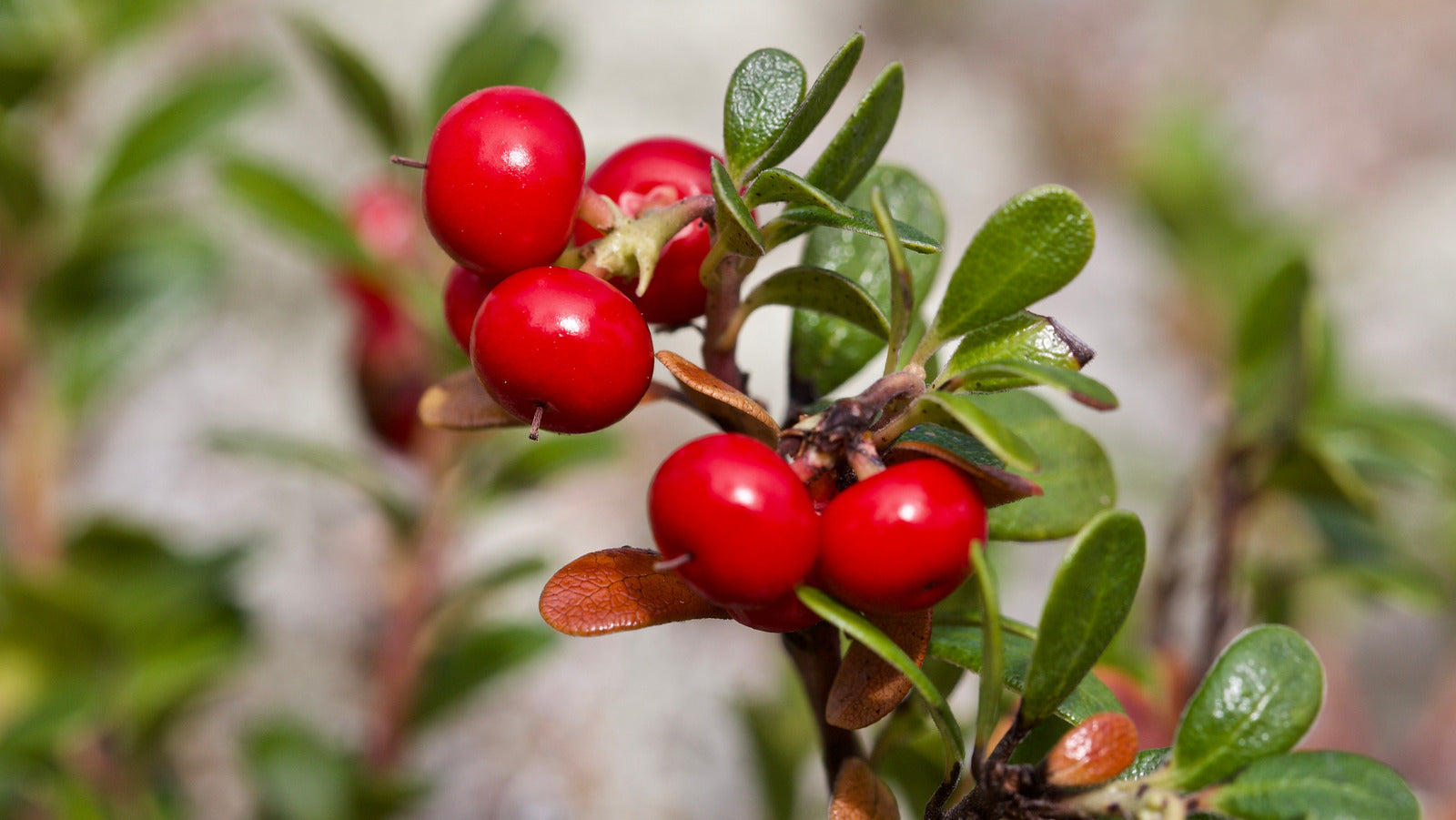 Close-Up of Bearberry Small Pink-White Flowers