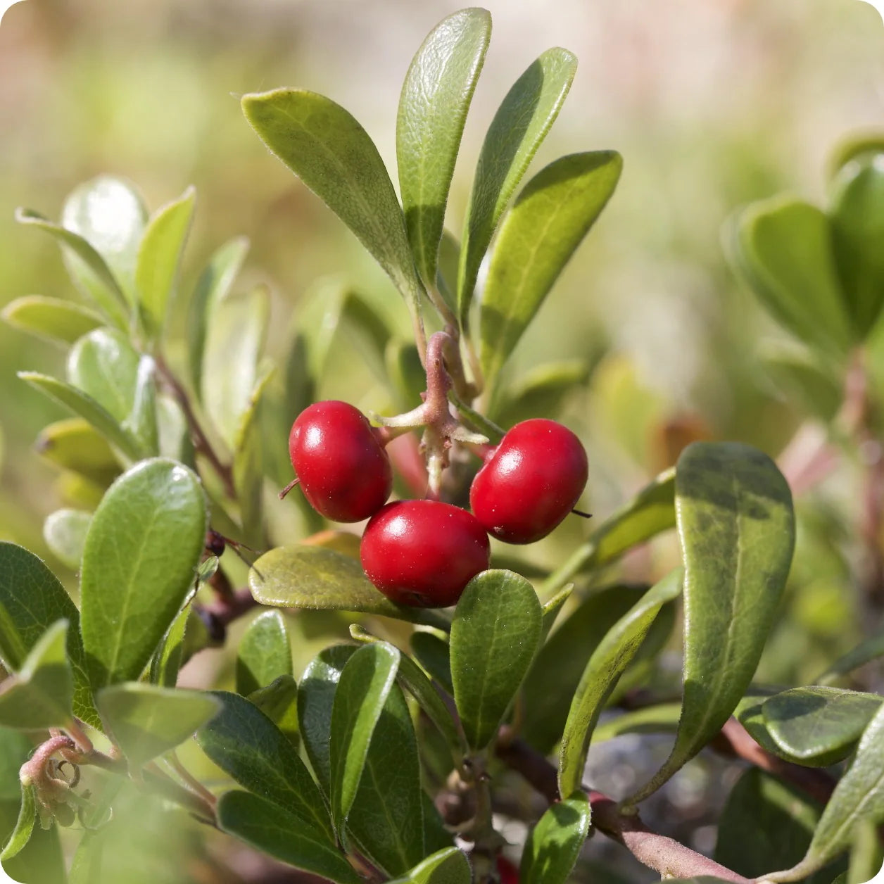 Bearberry Used as Evergreen Groundcover