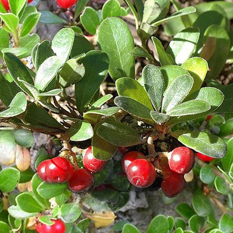 Bearberry Seeds for Planting