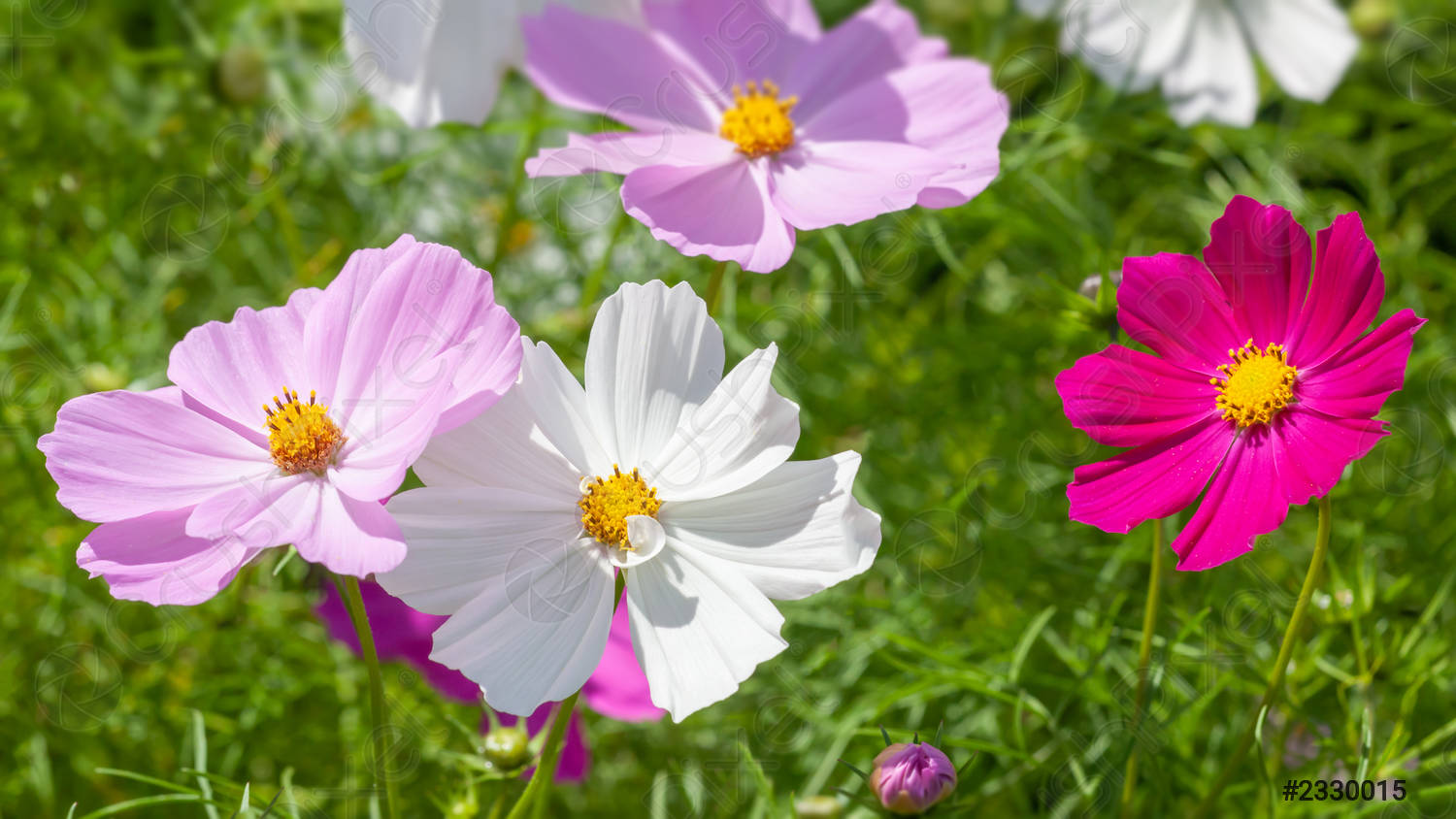 Semi di Fiore di Cosmos Bianco e Rosa, Bellissimi Fiori Bicolore per Giardino