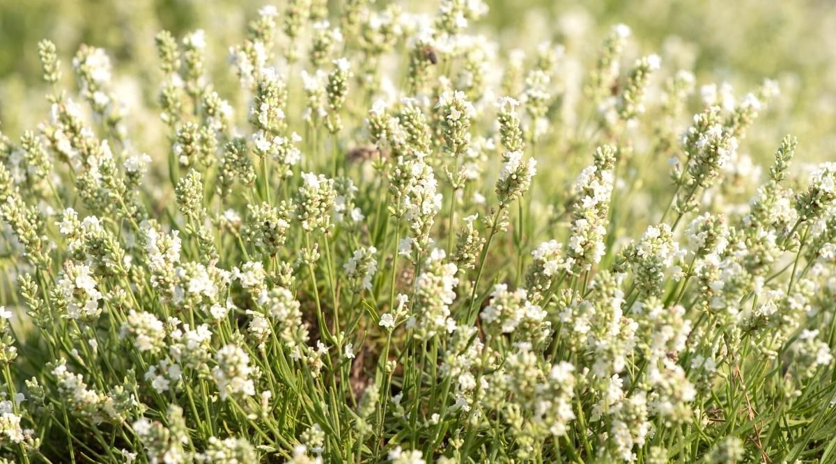 Semillas de Lavanda Blanca Cremosa – Flores Suaves y Fragantes para Jardines y Paisajismo
