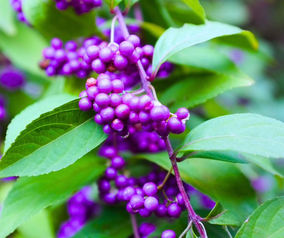 Close-Up of Beautyberry Shrub Leaves