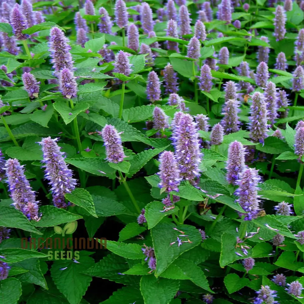 Bee Friendly Lavender Hyssop Flower Spikes with Pollinators
