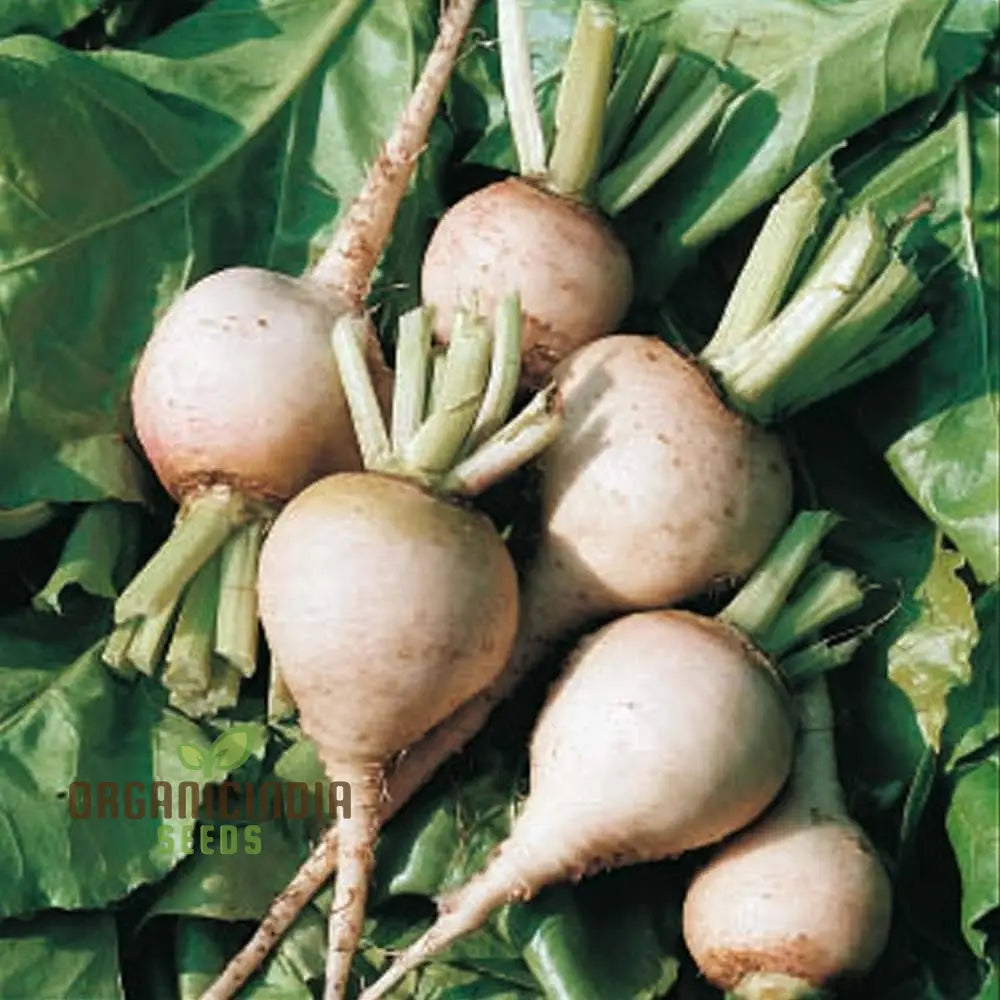 Avalanche F1 Beetroot Seeds for Planting, White Beetroot Seeds