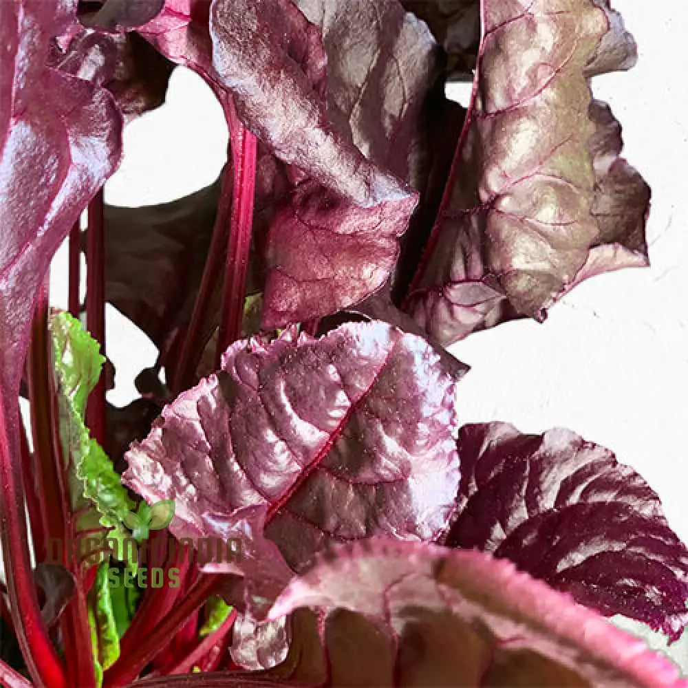 Mature Bulls Blood Scarletta Beet Leaves from Quality Seeds