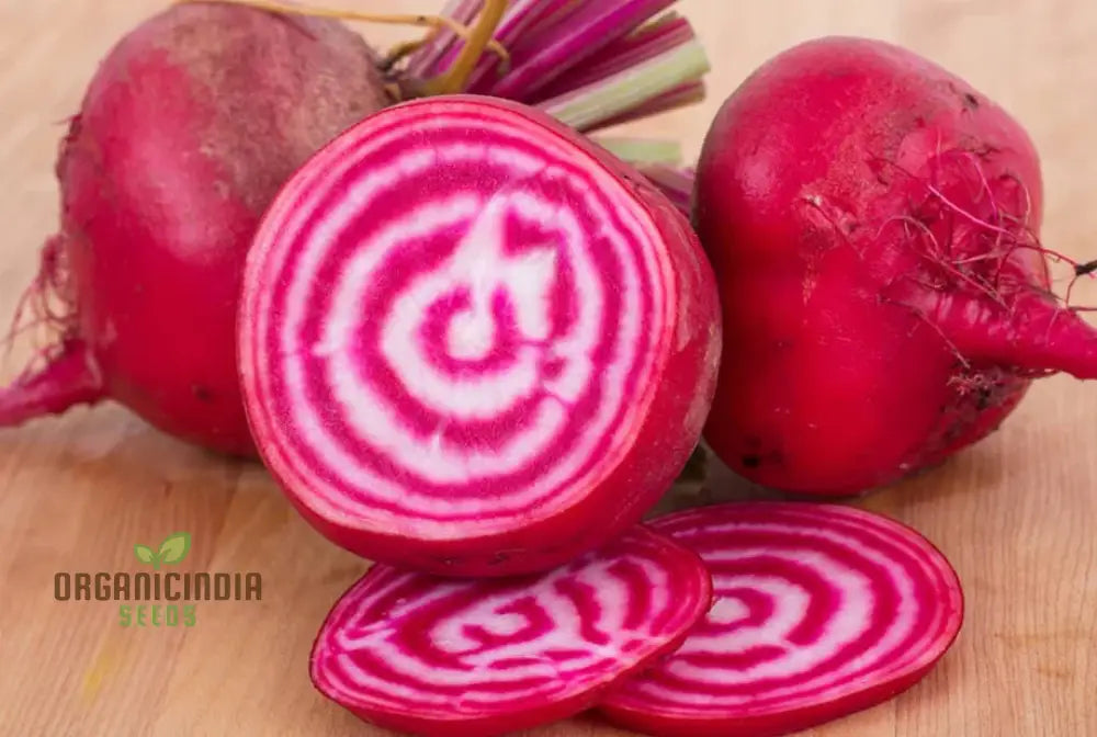 Fresh Chioggia Beetroot Roots, Red and White Striped and Sweet