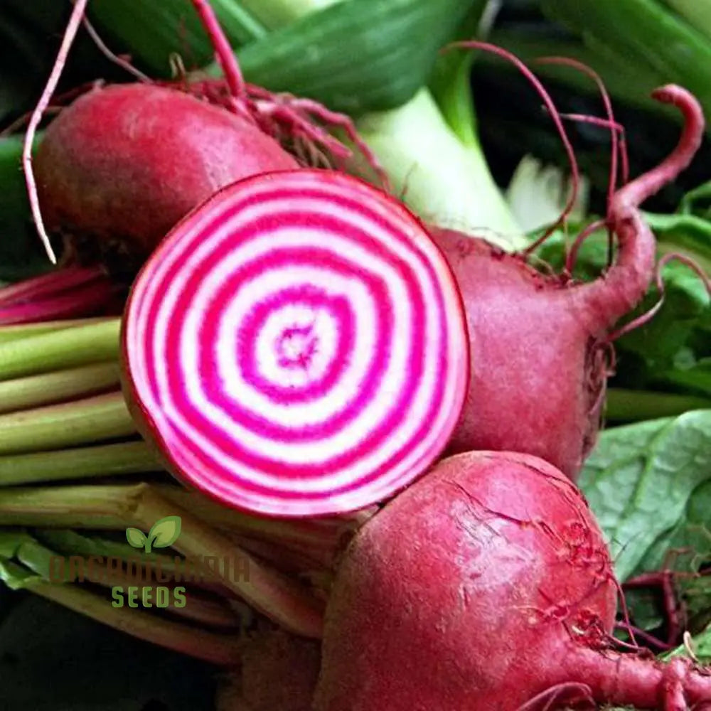 Chioggia Beetroot Seeds Packet, Organic Non-GMO Vegetable Seeds for Planting