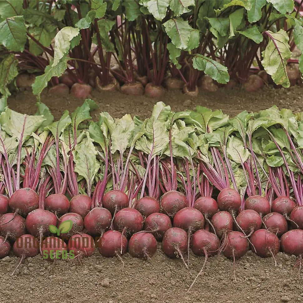 Mature Pablo F1 Beetroot Plant from Seeds, Compact and Bushy Growth
