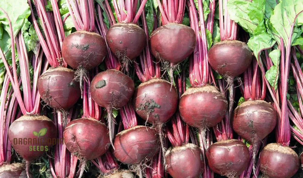 Harvested Pablo F1 Beetroot Roots, Deep Red and Sweet