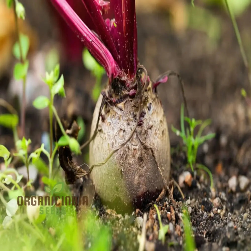 Closeup of Beetroot Roots, Vibrant, Sweet, and Tender