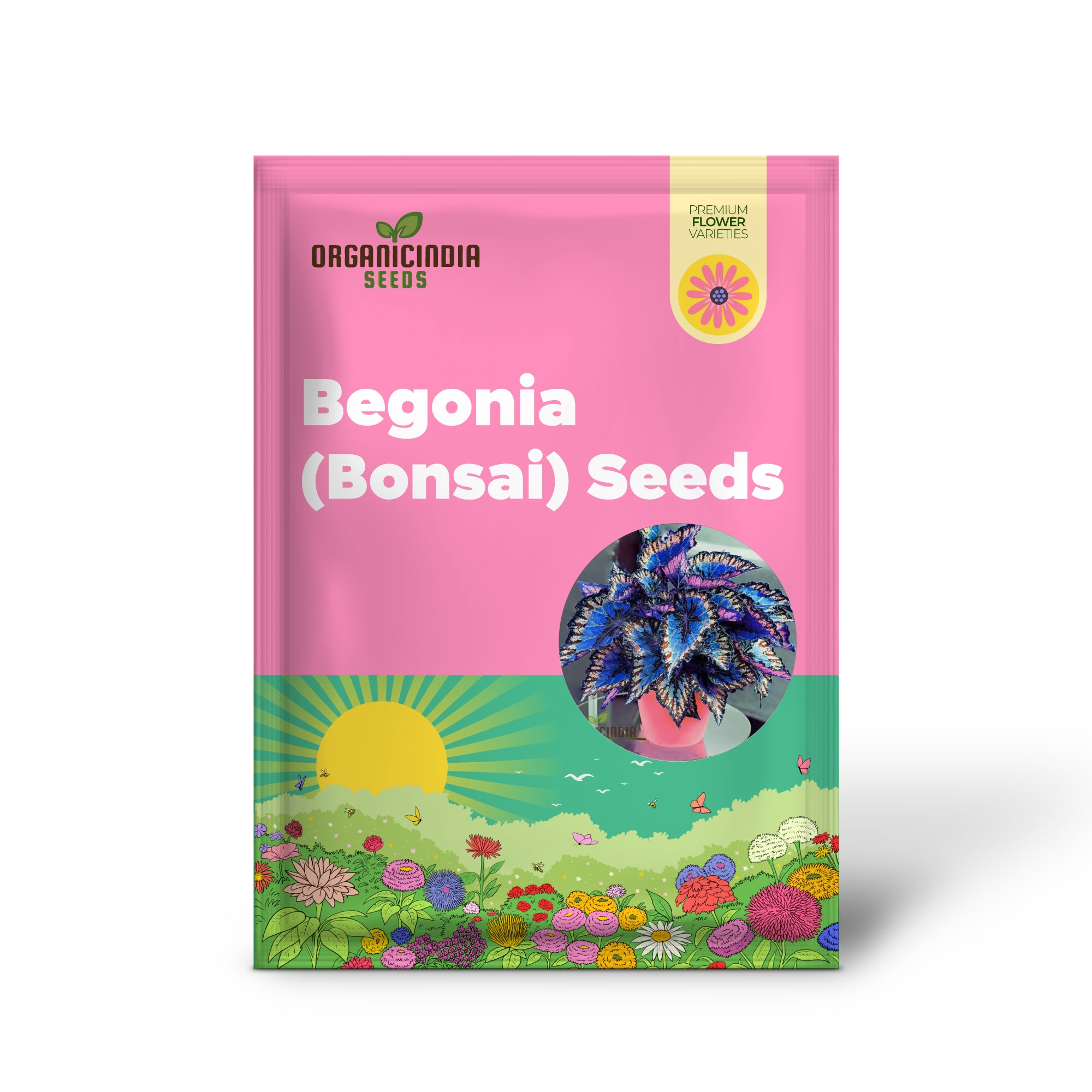 Miniature Begonia Bonsai Plant Growing in Pot