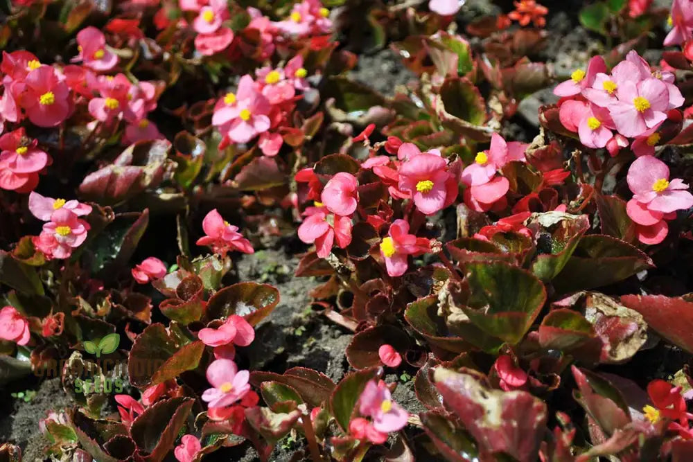 Begonia Carpet Garden Seeds for Borders and Landscaping