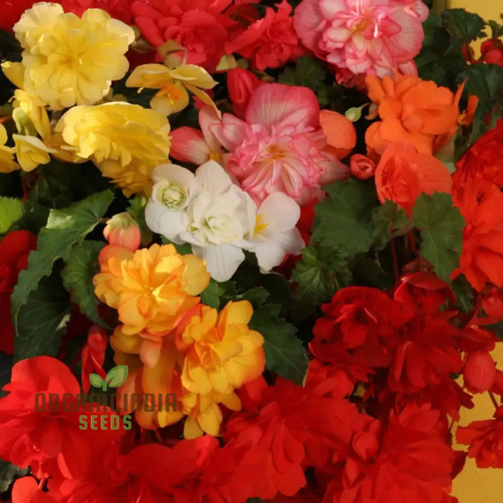 Begonia Chanson Mixed F1 Seeds for Vibrant Garden Blooms