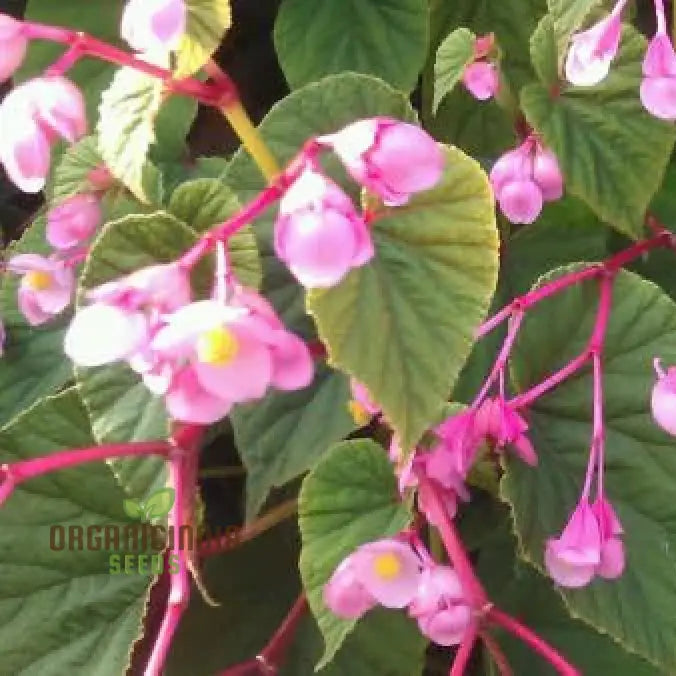 Begonia Grandis Subs Evansiana Seeds For Planting: Elegant Perennial For Enthusiastic Gardeners And