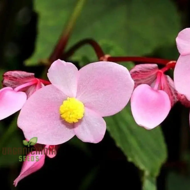 Begonia Grandis Subs Evansiana Seeds For Planting: Elegant Perennial For Enthusiastic Gardeners And