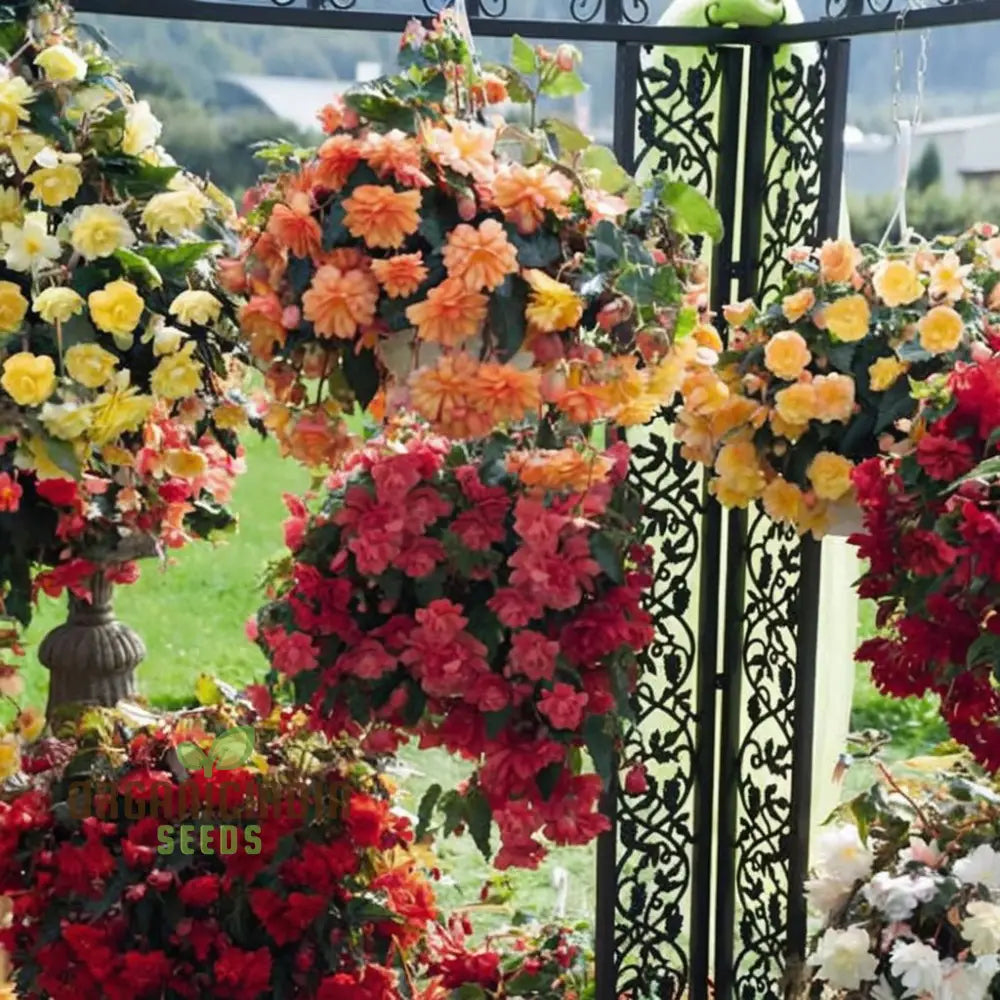Begonia Mixed Seeds Ideal for Shade Garden Displays