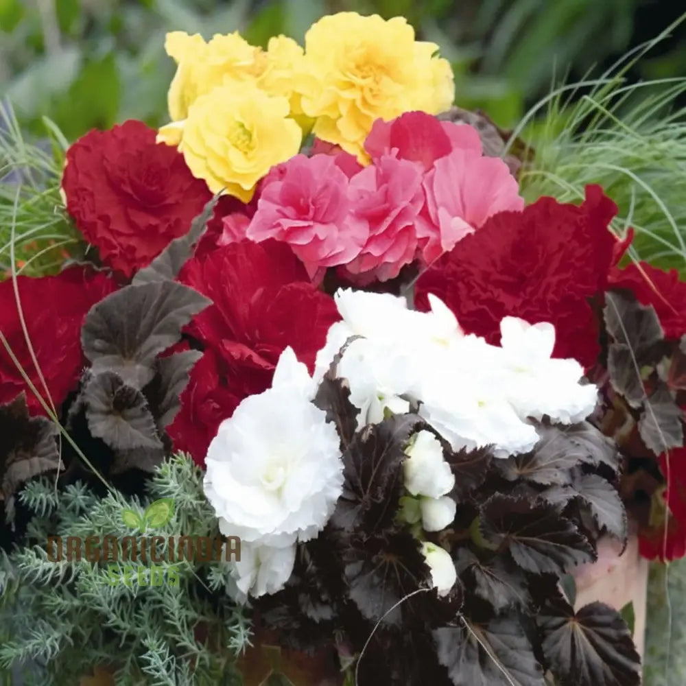 Begonia Non-Stop Mocca Mixed Seeds for Colorful Shade Gardens
