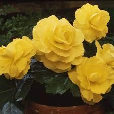 Begonia Seeds Yellow Variety for Easy-to-Grow Flowering Plants