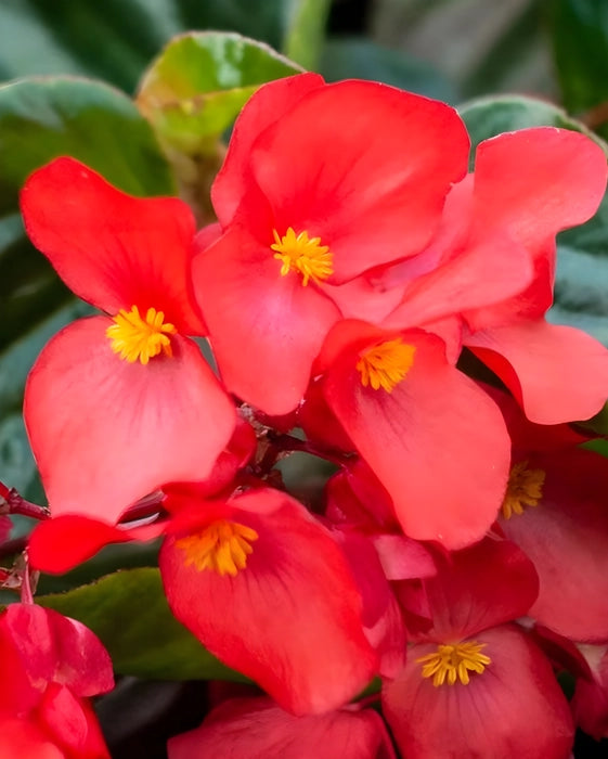 Red Begonia Flower Seeds ,Bold & Vibrant Blooms, Easy to Grow, Non-GMO