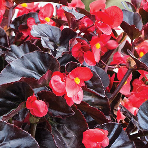 Semi di Fiore di Begonia Marrone Cioccolato, Fioriture Rare e Uniche, Non OGM