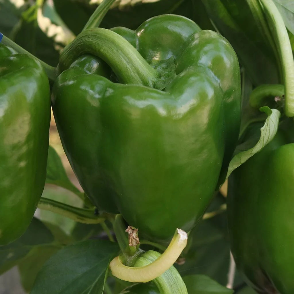 Emerald Giant Bell Pepper Seedling Growing in Garden, Easy-to-Grow Pepper Plant