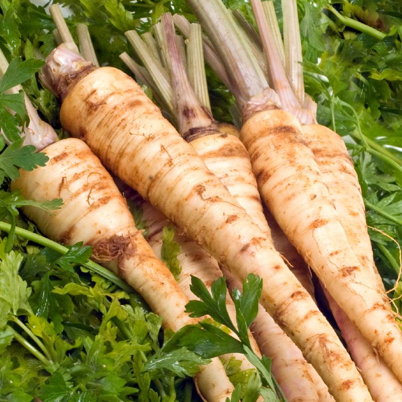 Berlin Root Parsley Seeds for Garden Planting – Heirloom, Flavorful & Nutritious Variety