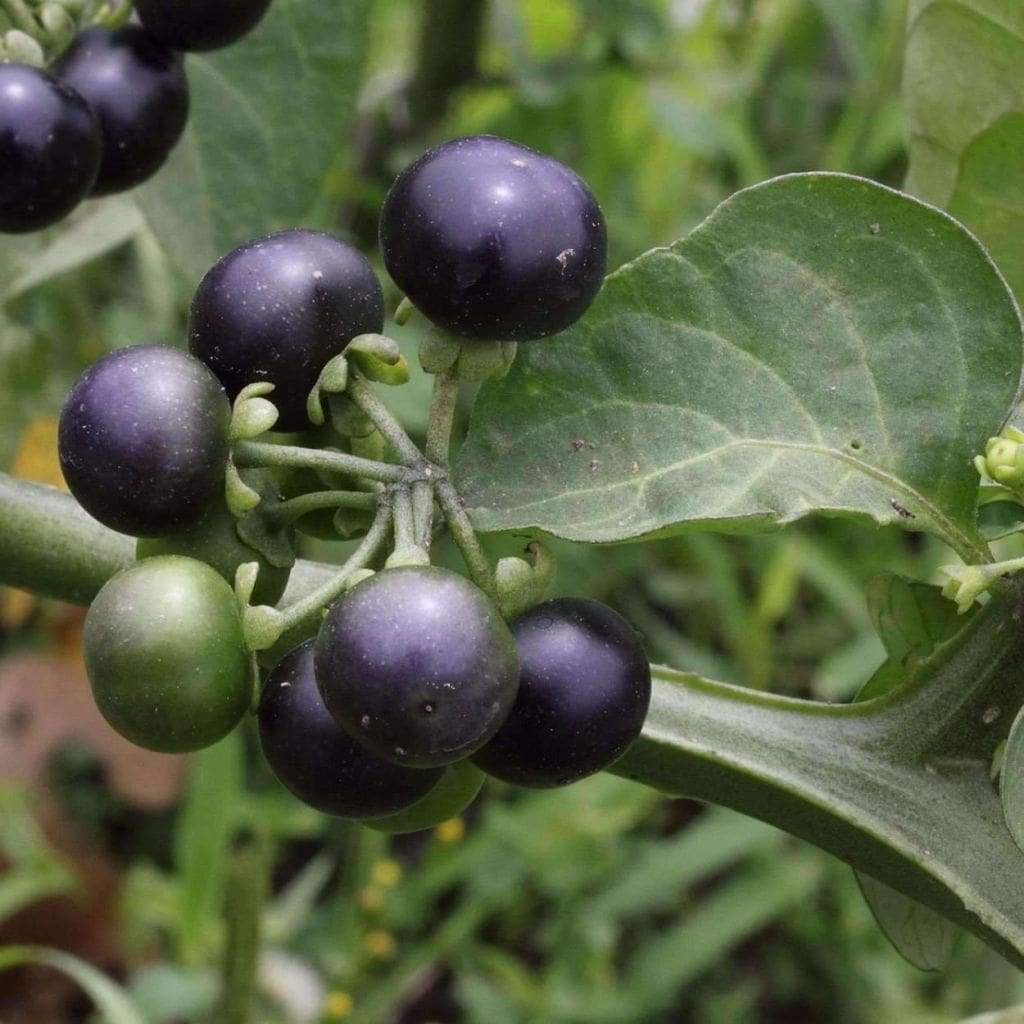 Berry plant seeds Garden Huckleberry