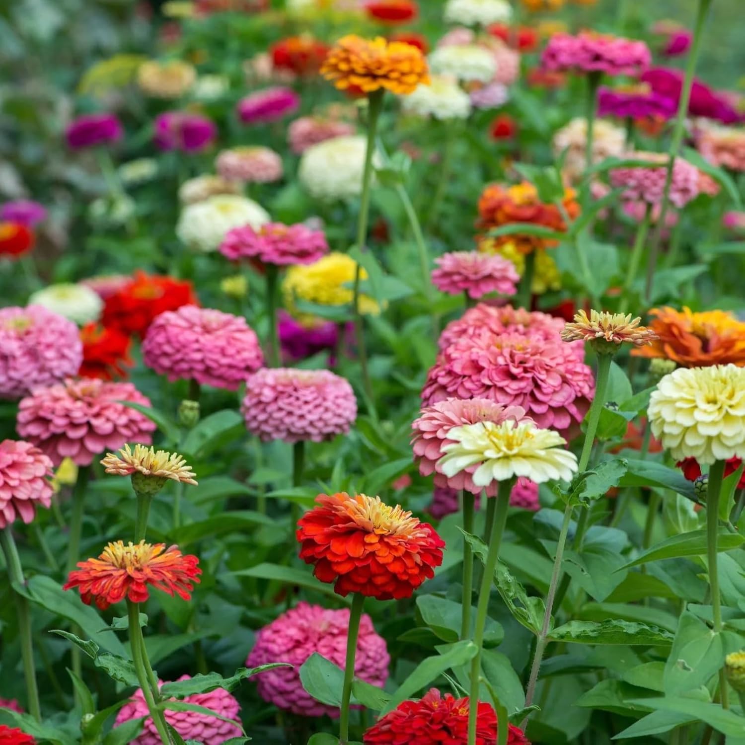 Best Cut and Come Again Zinnia Seeds for Continuous Blooming