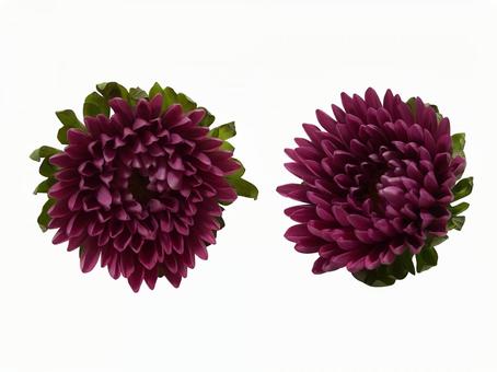 Semi di Fiore di Aster Borgogna, Fioriture Ricche e Vellutate, Facili da Coltivare, Non OGM