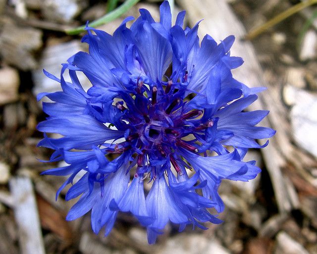 Semi di Fiore Aster Blu, Splendidi Fiori Azzurro Cielo, Facili da Coltivare, Non OGM