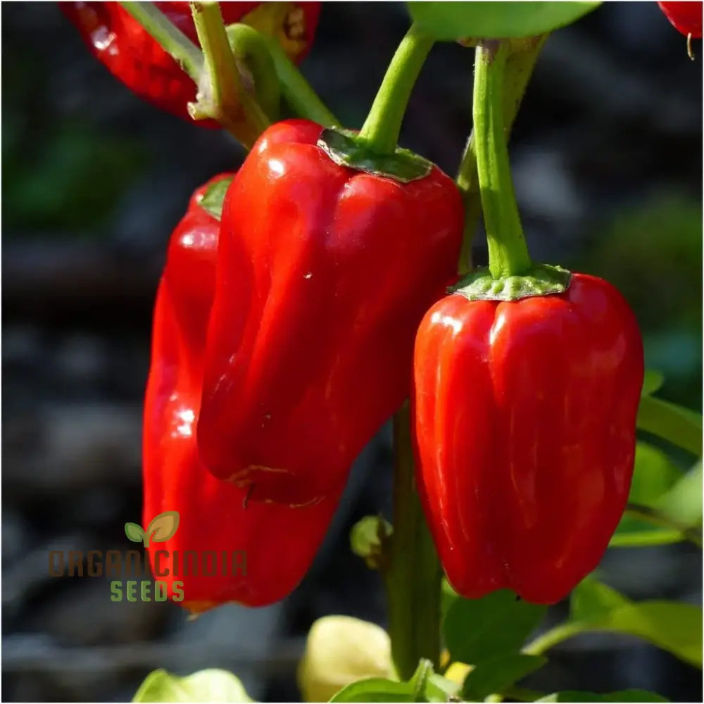 Bido Tacana RED Chilli Seeds for Planting, Organic Home Garden Seeds