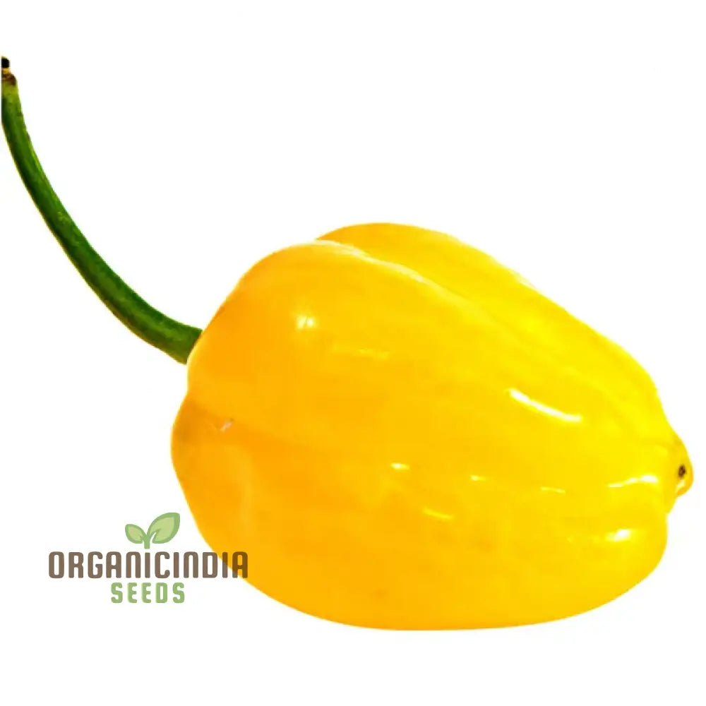 Mature Bido Tacana Yellow Chilli Plant from Seeds, Productive Hot Pepper