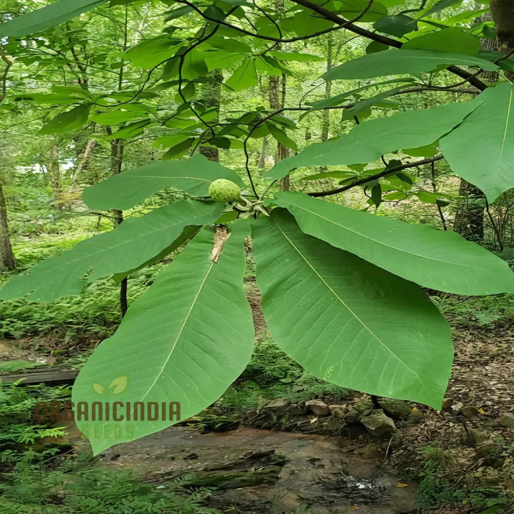 Close-Up of Big Leaf Magnolia Large Leaves