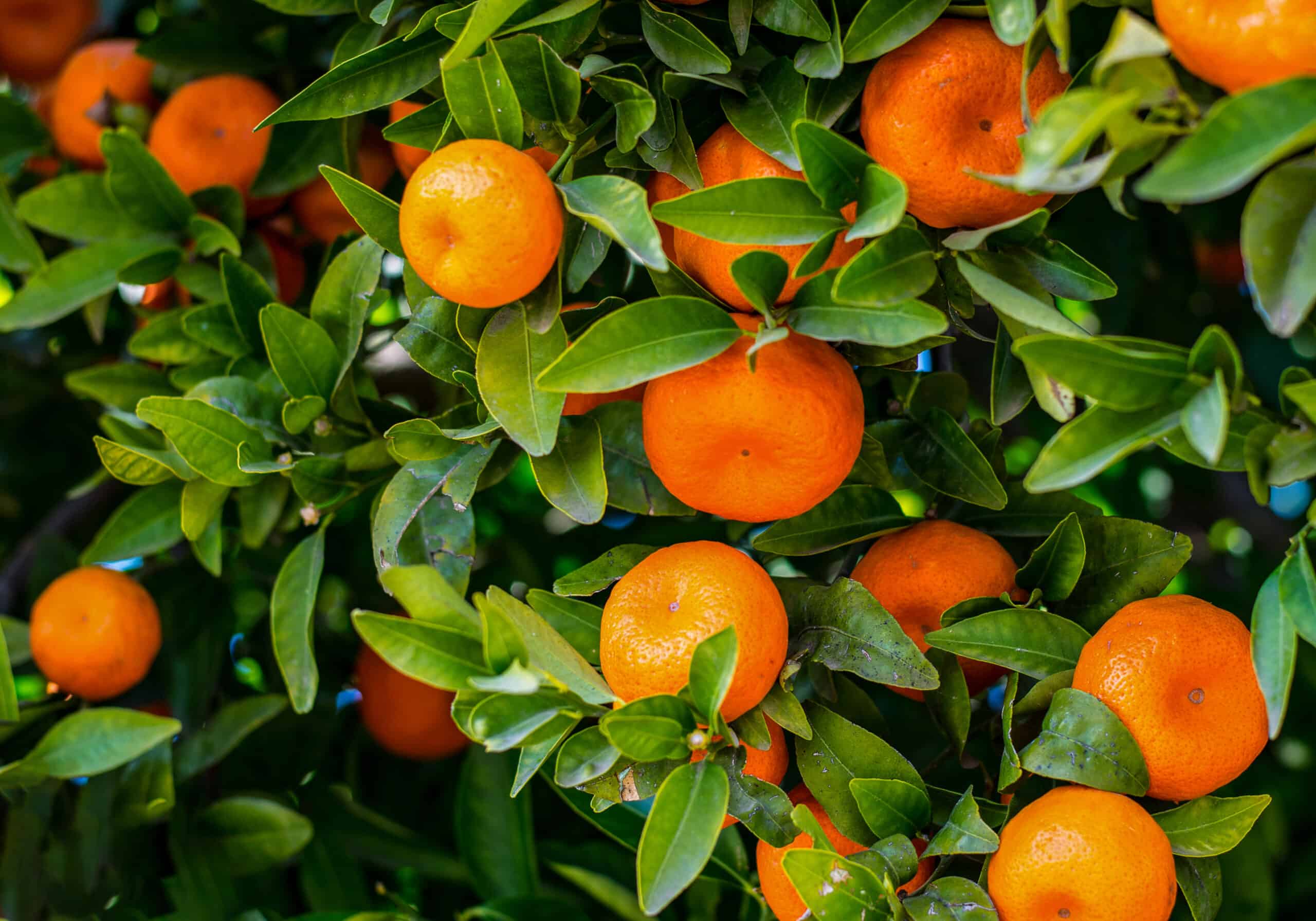 Citrus reticulata plant with ripe orange fruits