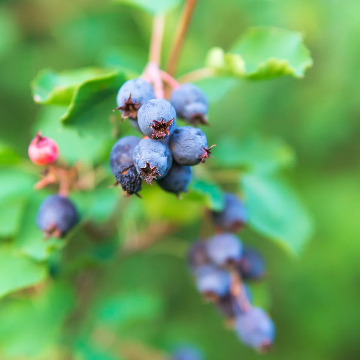 Ripe Common Bilberries Ready for Harvest