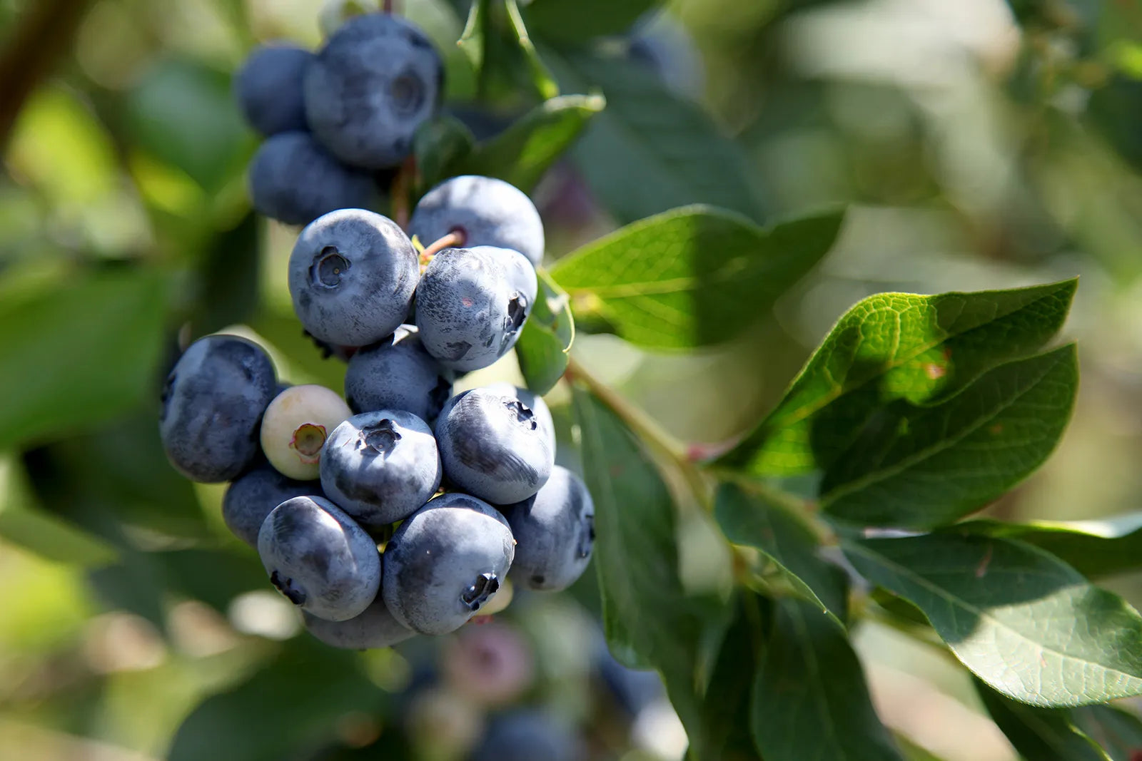 Mature Bilberry Shrub with Green Foliage
