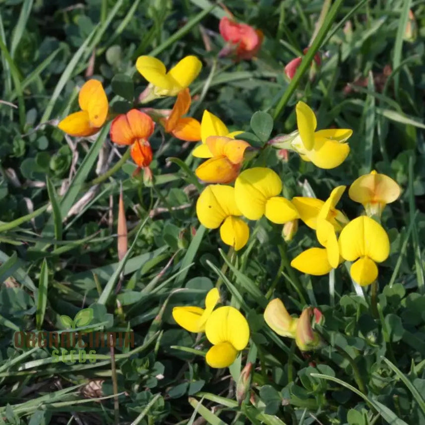 Bird’s Foot Trefoil Seeds For Planting Vibrant Gardens And Pollinator Havens - Discover Hardy