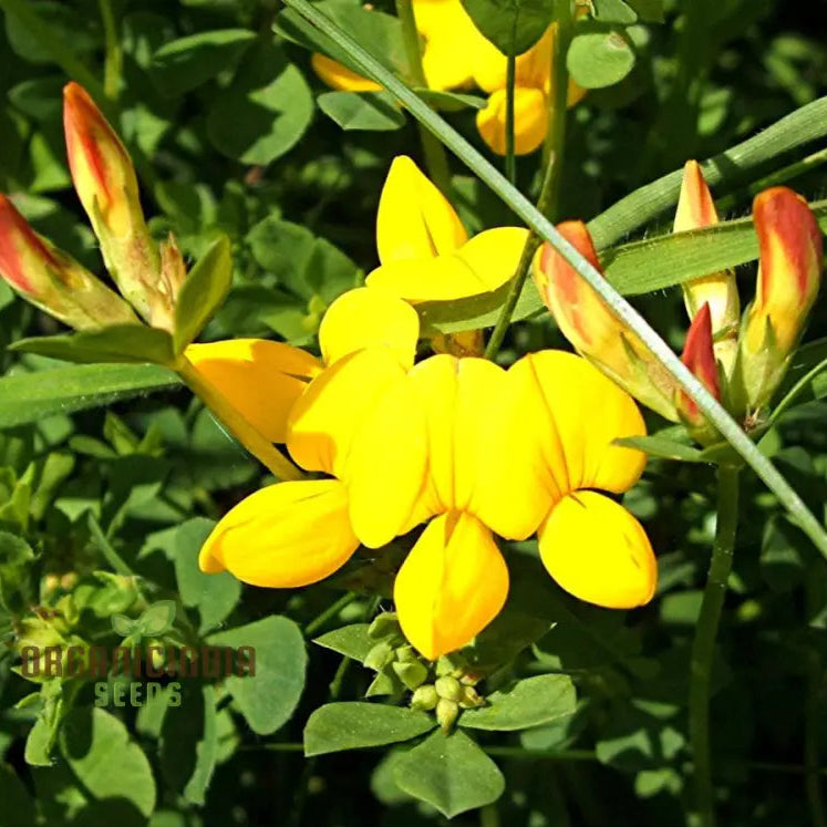 Bird’s Foot Trefoil Seeds For Planting Vibrant Gardens And Pollinator Havens - Discover Hardy