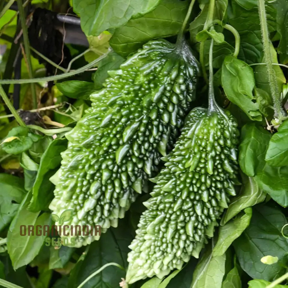 Organic Bitter Gourd Fruits on Plant, Home Garden Vegetable Seeds